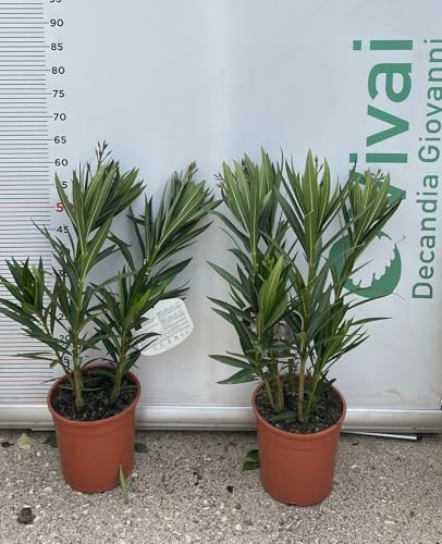 PIANTA DI OLEANDRO NERIUM VASO 19 altezza 50/60 cm colori mix