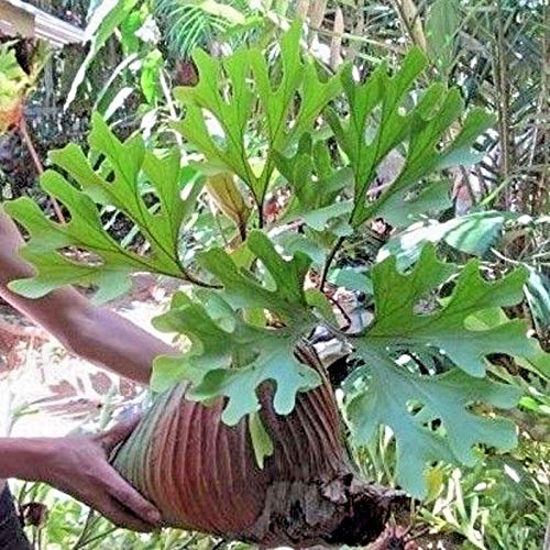 Germinazione dei Semi: Espora de helecho de cuerno de ciervo (Platycerium ridleyi) 2000 espora