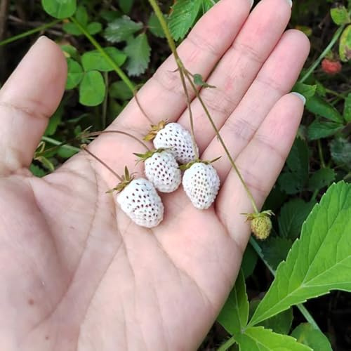 semillas de fresa silvestre invernadero interior Jardín 150pcs