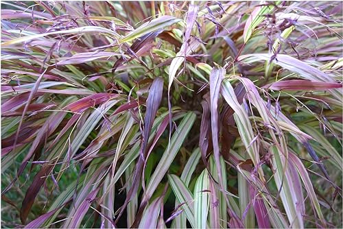 Stauden Gänge 3 x Hakonechloa macra 'Naomi' im 1 Liter Topf (Ziergras/Gräser/Staude/Winterhart/Bodendecker/Mehrjährig) Japanisches Berggras - Von sonnigem Gold zu leuchtendem Rot
