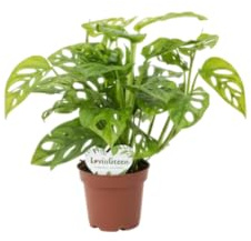 Monstera Adansonii DECOALIVE Planta Natural Tropical Purificadora y de Fácil Mantenimiento
