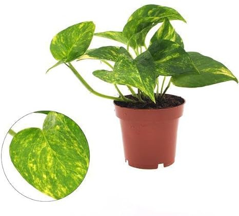 Efeutute – Epipremnum Aureum – Zimmerpflanze – Ø12cm – ca. 25cm hoch – Luftreinigend & pflegeleicht – Robuste Hänge- & Kletterpflanze
