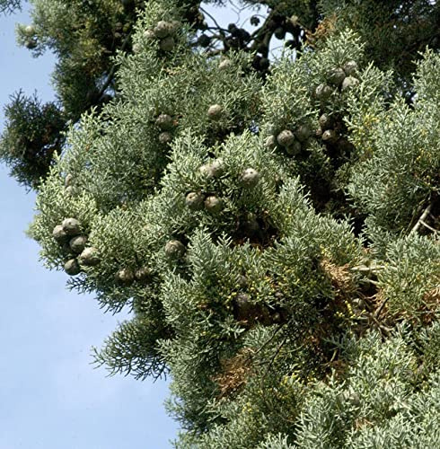Blaue Arizona-Zypresse Glauca 60-80cm - Cupressus arizonica - lebende Gartenpflanze aus den Baumschulen