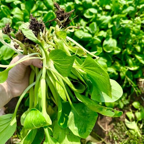 Semillas de pak choi - col mostaza china de raras orgánicas, variedades tradicionales jardín interior invernaderos balcón 300pcs