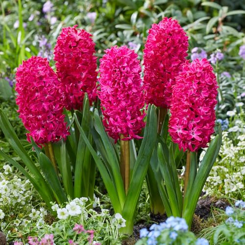 Carbeth Plants - 8 x Hyacinth Scarlet Pearl Spring Bulbs
