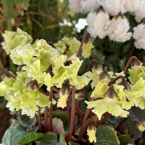 Semi di ciclamino - resistenti per il giardino Ciclamino persico, Le perenni sono rustiche per balconi le da giardino roccioso 30pcs