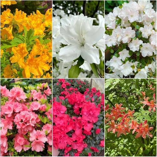 rhododendron winterhart - bonsai immergrüne kübelpflanze winterfeste für kübel zierbaum winterhart azalee kübelpflanzen gartenblumen 65samen