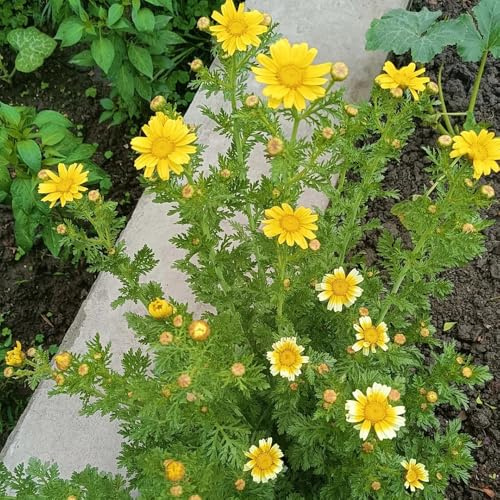 Semillas de crisantemo coronarium, crisantemo comestibles, organicas antiguas variedades 400pcs