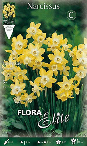 NARCISO JONQUILLA PIPIT CONFEZIONE DA 5 BULBI AUTUNNALI BULBS