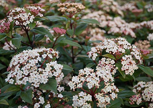 Viburnum tinus `Eve Price´, Lorbeerschneeball, immergrün, Dauerblüher, 30-40cm im 2L Topf