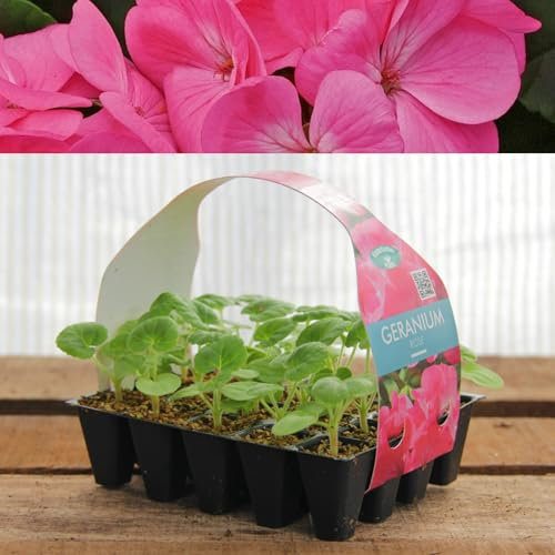 Plug Plants Geranium Rose Pink - 20 Plants Per Tray - Ready to Grow On Bedding Plugs - Summer Flowering Ideal for Containers, Patio Pots and Beds or Borders - 1 Pack