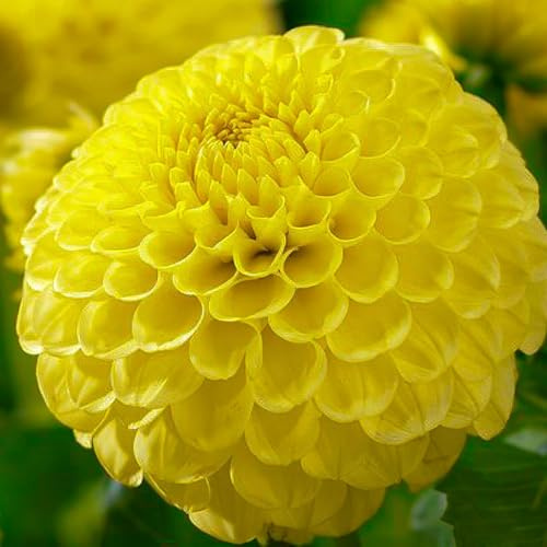 Dahlien Knollen - 5 Zwiebeln - Pon Pon Dahlie Gelb Blumenzwiebeln - Echte Pflanzen aus Holland - Für Garten, Töpfe und Balkon (kein Samen, nicht künstlich, nicht winterhart)