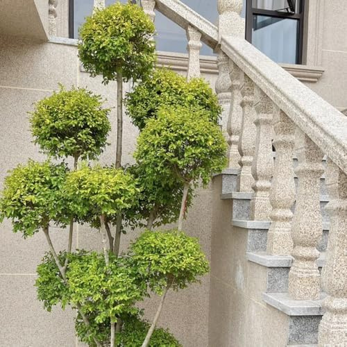 semi di siepe di ligustro da giardino resistenti perenni decorazione di arbusti di ligustro da balcone, ornamentale resistente siepi, arbusti, 75pcs