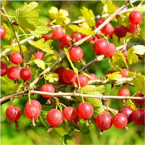 3 Red Gooseberry Plants/Uva Crispa 'Hinnonmakii Red' 1-2ft Tall Ready to Fruit