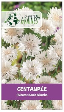 50 graines de centaurée des champs snowman (bleuet blanc) - centaurea cyanus - fleur sauvage blanche pure pour bouquets - annuelle