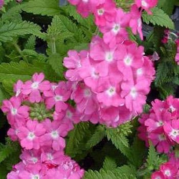 50 Halbverbena-Rosen-Bodendecker (Verbena ibridi Nana Compacta)