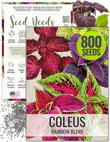 Seed Needs Coleus Seeds for Planting Rainbow Painted Nettle - Heirloom & Open Pollinated Mixed Flower Seed to Grow an Outdoor Butterfly Garden to Attract Pollinators (1 Pack)