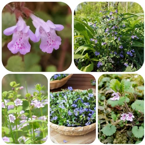 semillas de hiedra terrestre orgánicas silvestres del balcón Glechoma hederacea orgánicas, raras, decoración sala de estar cubierta 200pcs