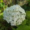 Hortensia arbustif à Anabelle 2L - Il produit d'étonnantes fleurs blanc crème