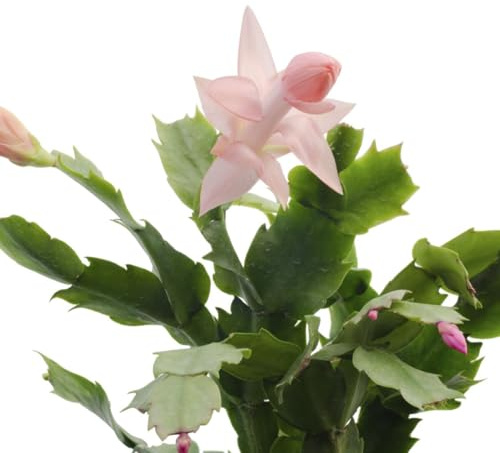Cactus de Pascua Natural Planta de Interior con Flores en Forma de Campanas