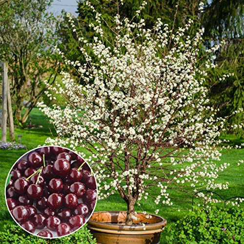 GURNEY'S - Romeo Dwarf Cherry Tree –Produce Large, Sweet and Juicy Fruit - Ships as a Jumbo Bareroot - Due to State restrictions Can't Ship to CA, CO, MT, OR or WA
