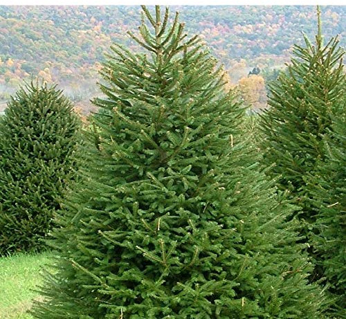 Abete Rosso, Picea Abies Peccio Sempreverde, Pianta in Vaso, Albero di Natale H. 175/200 cm in Mastello, Vivaio di Castelletto