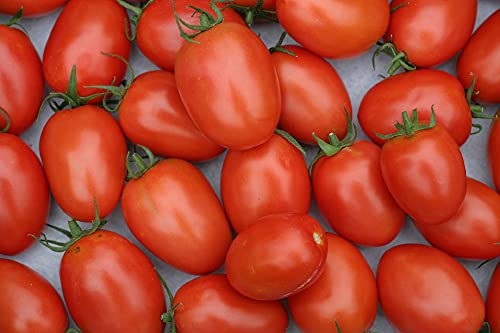 Lot de 100 Graines de Tomate Roma - Variété Vigoureuse et Productive, Chair Ferme et Douce - Idéal pour Conserves et Sauces - Riche en Vitamines - Résistante aux Maladies