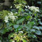 Hydrangea Anomala 'Petiolaris'- Hortensia grimpant 30-40 cm en conteneur