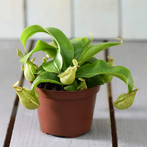 Nepenthes Alata House Plant Half-Hardy Perennial Houseplant Plants Easy to Grow Your Own 1x 9cm Potted Plant by Thompson and Morgan
