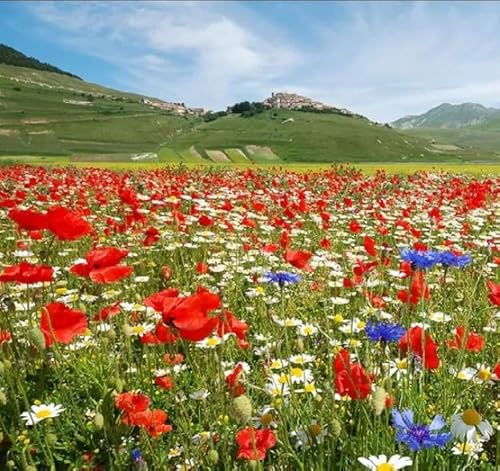 Miscela di semi di fiori selvatici attrattivi pe api e farfalle, fiori perenni resistenti facili da coltivare, eccellente miscela per tutti gli usi, ideale per aiuole e bordi, Confezione da 10g