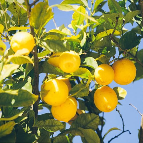 semi di limone, raro di limone da frutto esotico semi da frutto colonnari nani, resistenti balcone colonnari vecchie varietà serre 100pcs