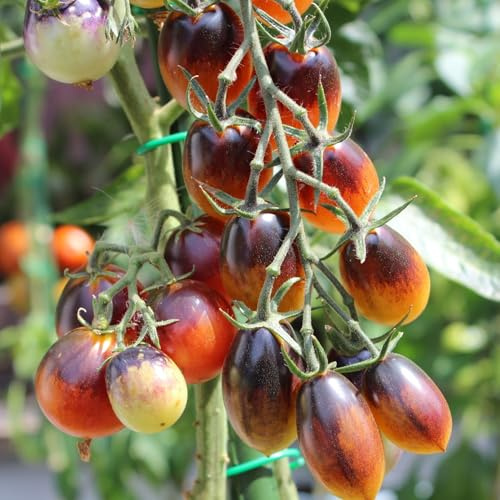 Indigo Pear Drops Bio-Tomatensamen