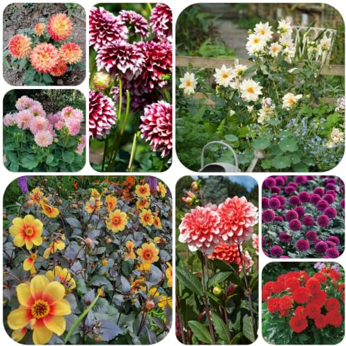 tuberi di dalia decorazione autunnali giardino balcone rizoma e su un 4pcs