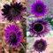 Benoon Semi Di Girasole, 50 Pezzi Semi Di Girasole Viola Piante Fiorite Perenni Vasi Da Fiori Semi Da Giardino Per Giardino Semi di girasole