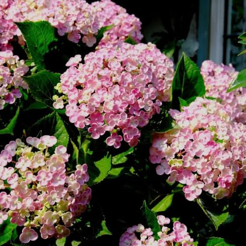 semillas de hortensia resistentes, perennes, balcón, silvestres, 500pcs