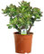 Gardeners Dream Crassula Ovata - Geldbaum Zimmerpflanze - Echt, Kompakt, Immergrün & Winterhart - Echte Sukkulenten im Topf - Echte Pflanzen Deko - Luftreinigende Zimmerpflanzen - Pflegeleicht