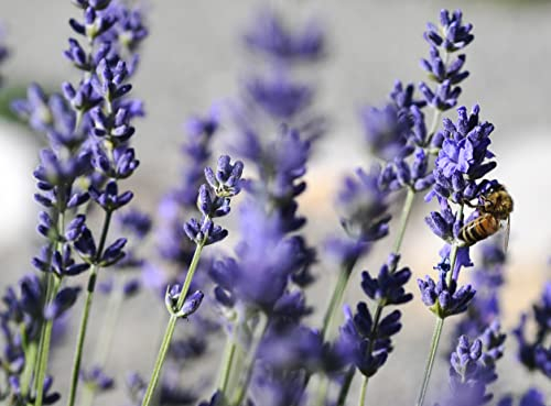 Stauden Gänge 3 x Lavandula angustifolia 'Dwarf Blue' (Staude/Stauden/Winterthart/Mehrjährig) Echter Lavendel - Stecklingsvermehrt - Tolle Farbe - Sehr Insekten- und Bienenfreundlich
