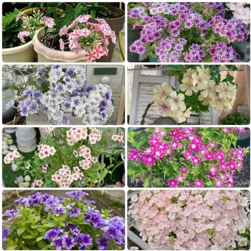 semi di phlox - phlox Arredamento del soggiorno con rialzata rampicanti, giardino roccioso di selvatici esotici primaverili, resistenti in 420semi
