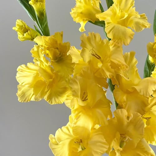 18bulbi di gladioli di aconiti invernali, balcone di gladiolo cipolle fresche, decorativi bouquet, balcone resistenti