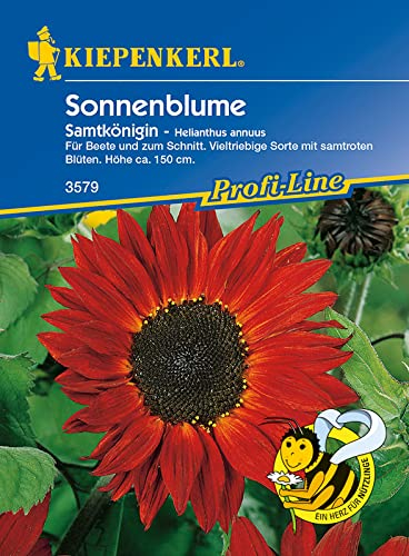 Helianthus annuus Sonnenblume Samtkönigin rot verzweigt