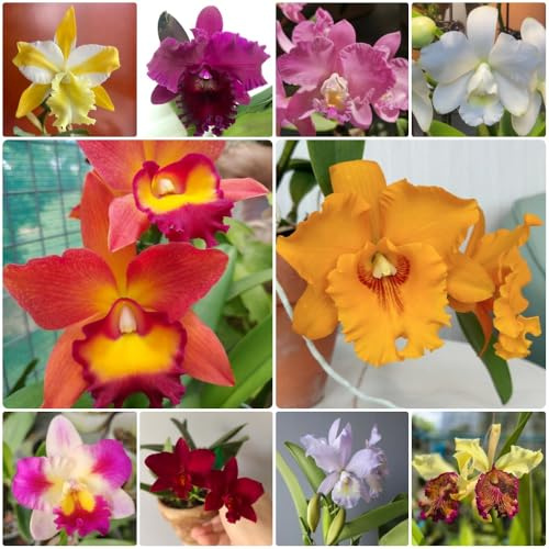 Semillas de Cattleya, Cattleya Hybrida, raras de orquídea Cattleya, para lugares soleados semillas de perennes de balcón, decoración floral 350pcs