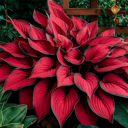 Mix Hosta bulbi,Hosta pianta vera,resistenti al freddo e alla siccità,adatte per la decorazione di giardini e balconi(non fiori artificiali)-4 Bulbi-F