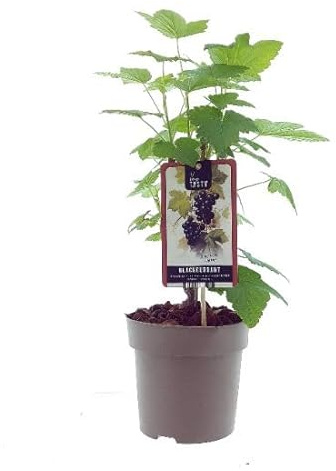 Schwarze Johannisbeere ‘Öjebyn’ (Ribes nigrum) – winterharte Beerenpflanze, reich tragend & aromatisch, 40–60 cm kräftiger Strauch für Garten & Naschhecke