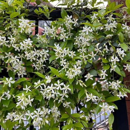 jasmin schmetterlingsflieder herbstblumen winterhart gartendeko für draußen sommerblumen blumengarten frühlingsblumen dachbegrünung blumendeko biosaatgut blumenwiesensaat wildblumen 20samen