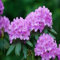 100 semi freschi di fiori di rododendro