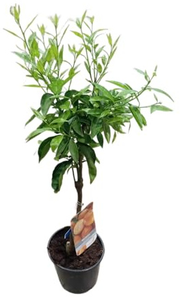 Mandarino en Maceta Planta Frutal de 1m para Balcones Jardines y Huertos Urbanos