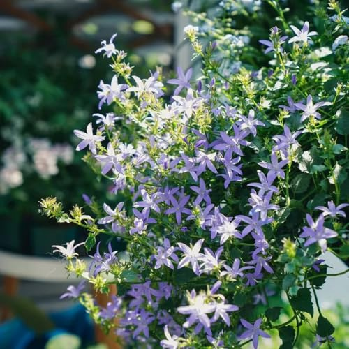 semi di campanula da giardino, d'appartamento di campanula, esotiche resistenti di campo, aiuole rialzate 600pcs