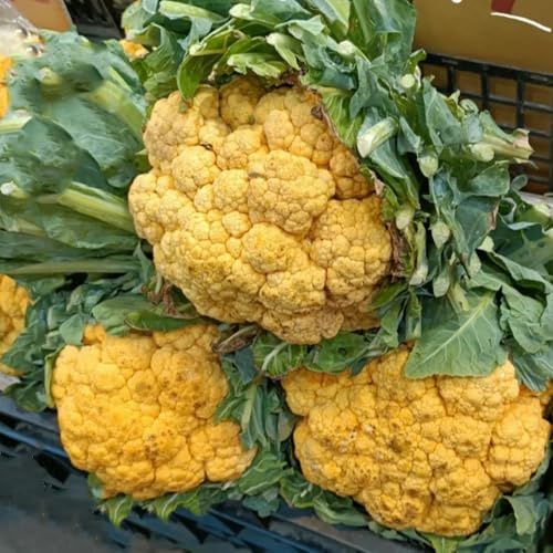 Semi di cavolfiore - invernali per gli amanti del giardino vecchie varietà resistenti semi di verdi giardino sul balcone sostenibili 50pcs