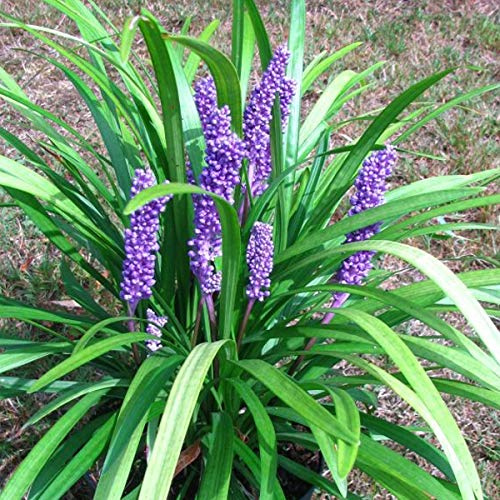6 x Garten Glöckchentraube - Liriope Muscari 'Big Blue' Topf 9x9cm: Große Blätter, lilafarbene Blüten, wintergrün.