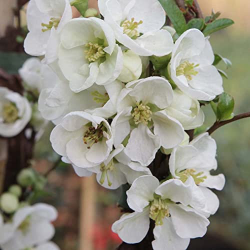 Flowering Japanese Quince Chaenomeles x superba 'Jet Trail' Deciduous Thorny Hardy Shrub White Blooms Easy to Grow Your Own Garden Flowers 1x 10-Litre Potted Plants by Thompson and Morgan
